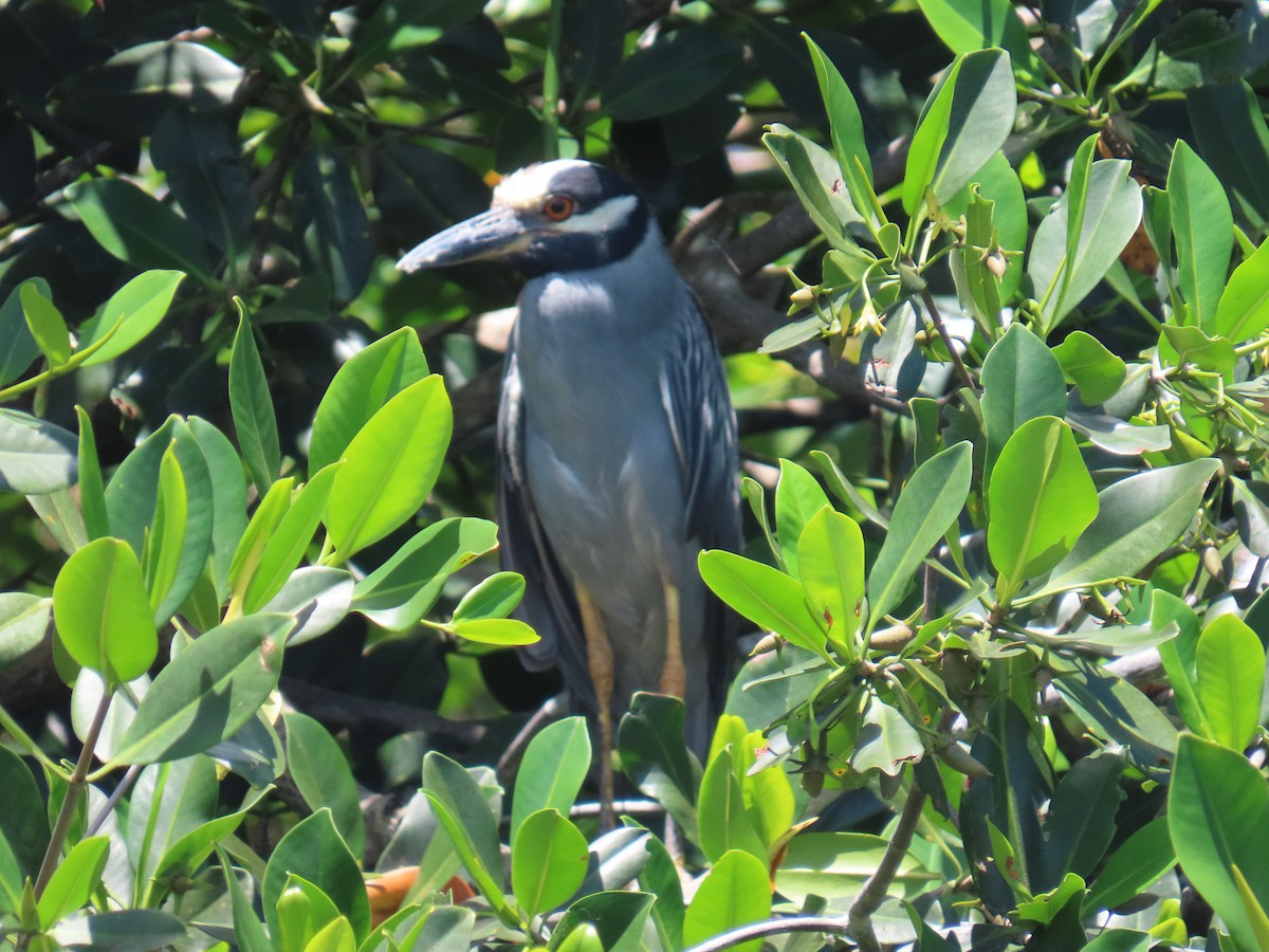 Yellow-crowned Night Heron - ML642242411