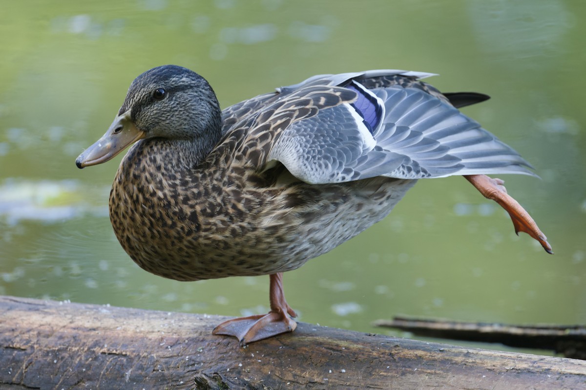 アメリカガモ - ML642242420