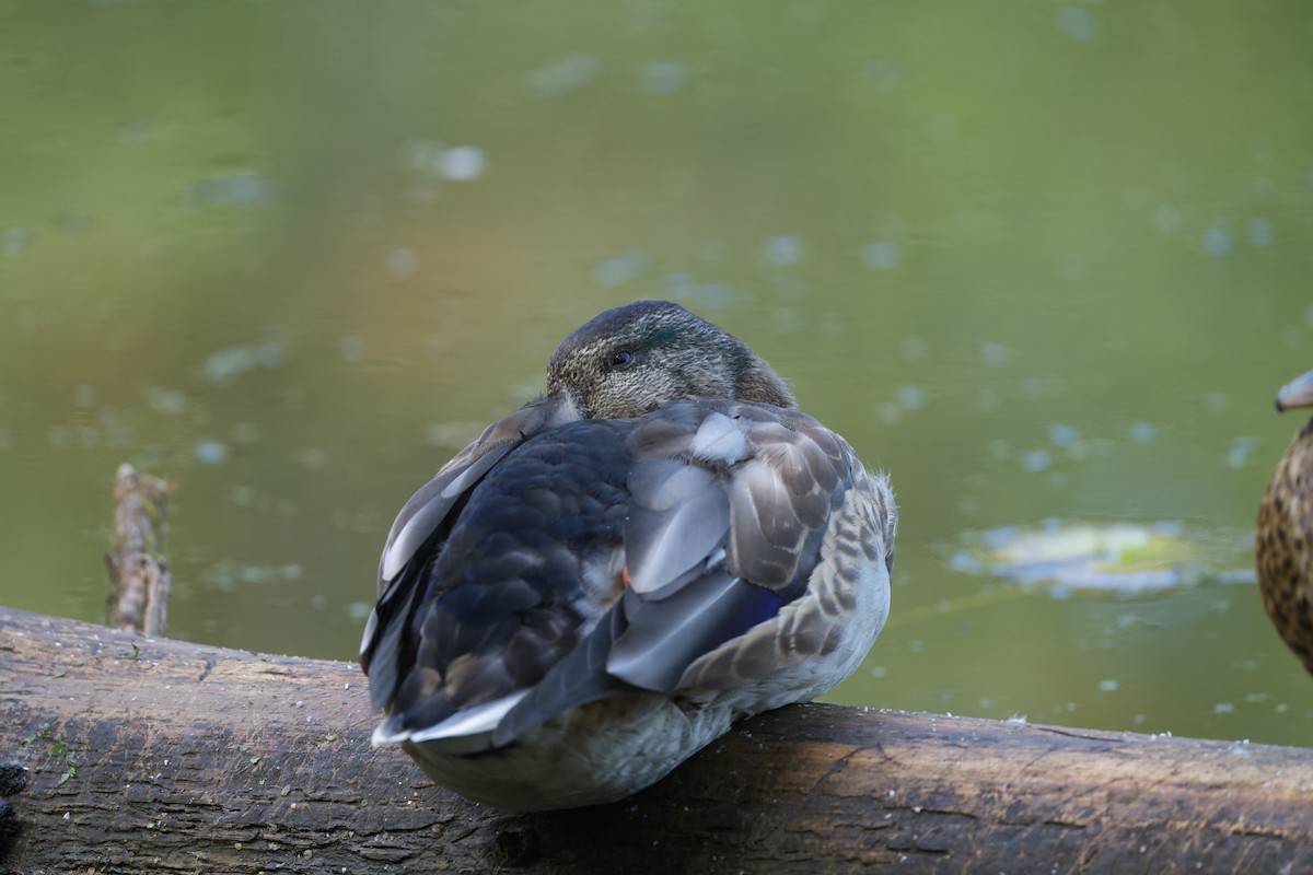 アメリカガモ - ML642242424
