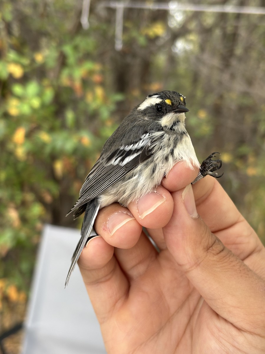 Black-throated Gray Warbler - ML642242427