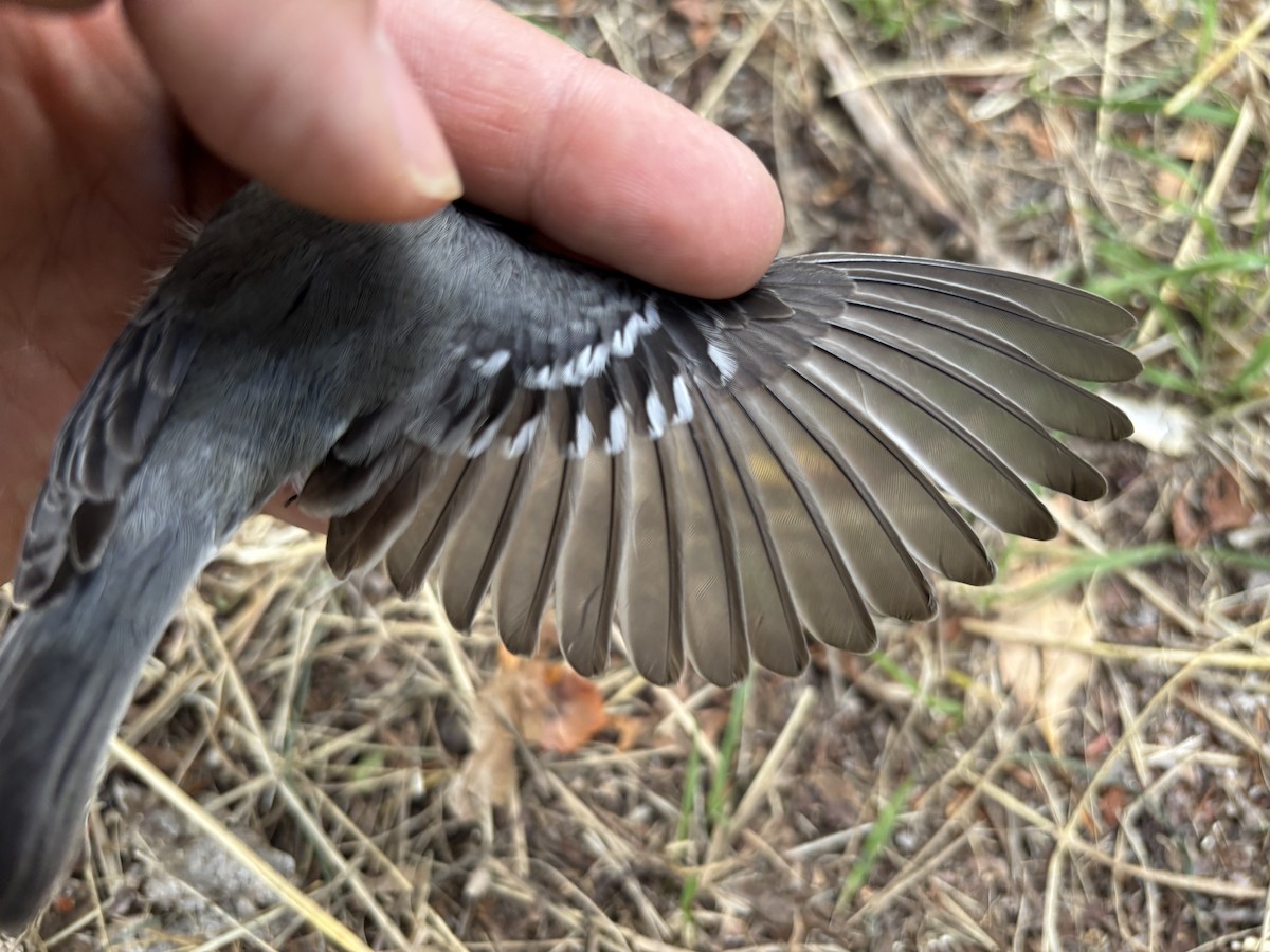 Black-throated Gray Warbler - ML642242428