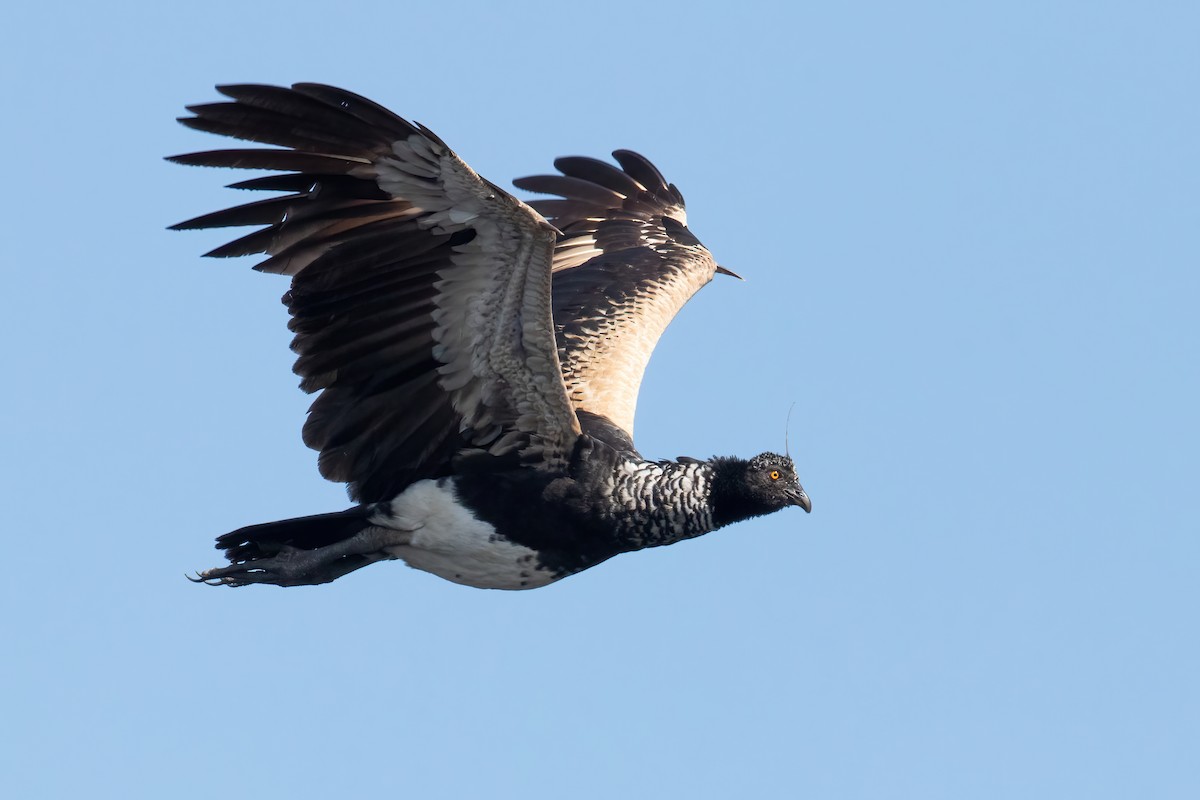 Horned Screamer - ML642242436