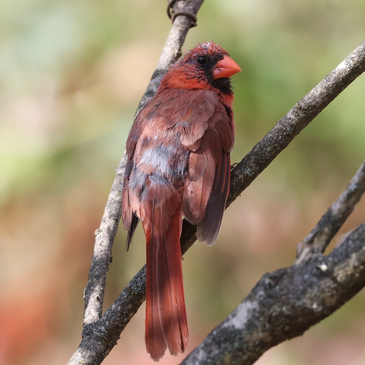 Cardinal rouge - ML642242457
