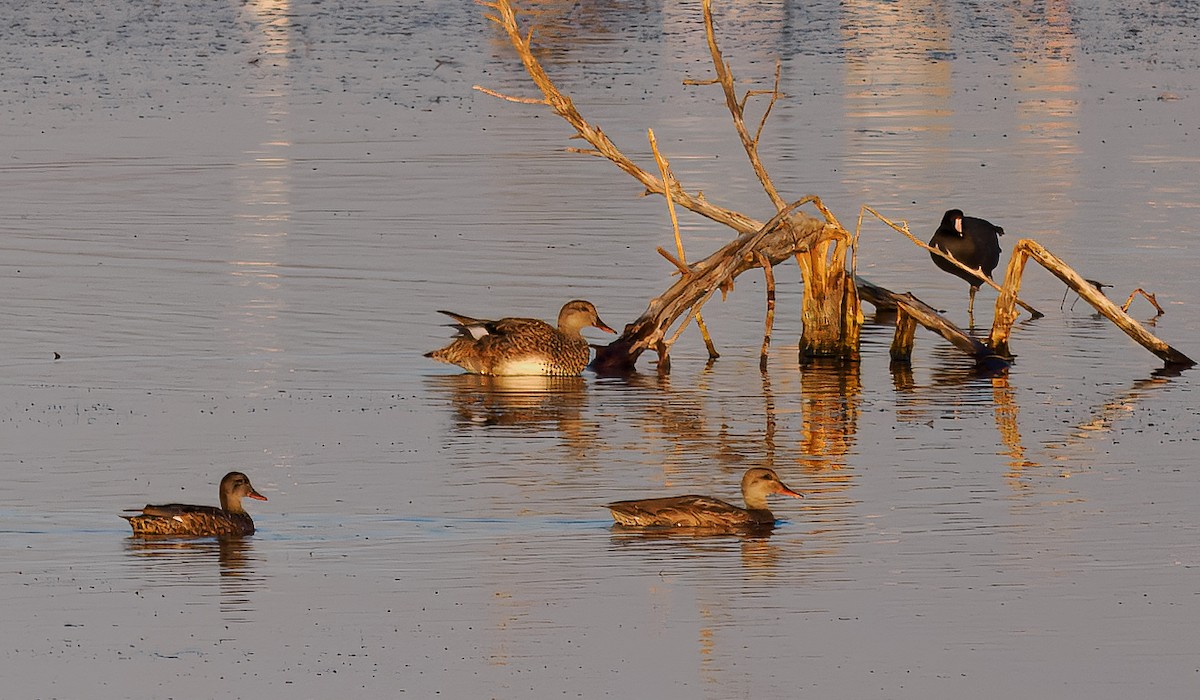 Gadwall - ML642242467