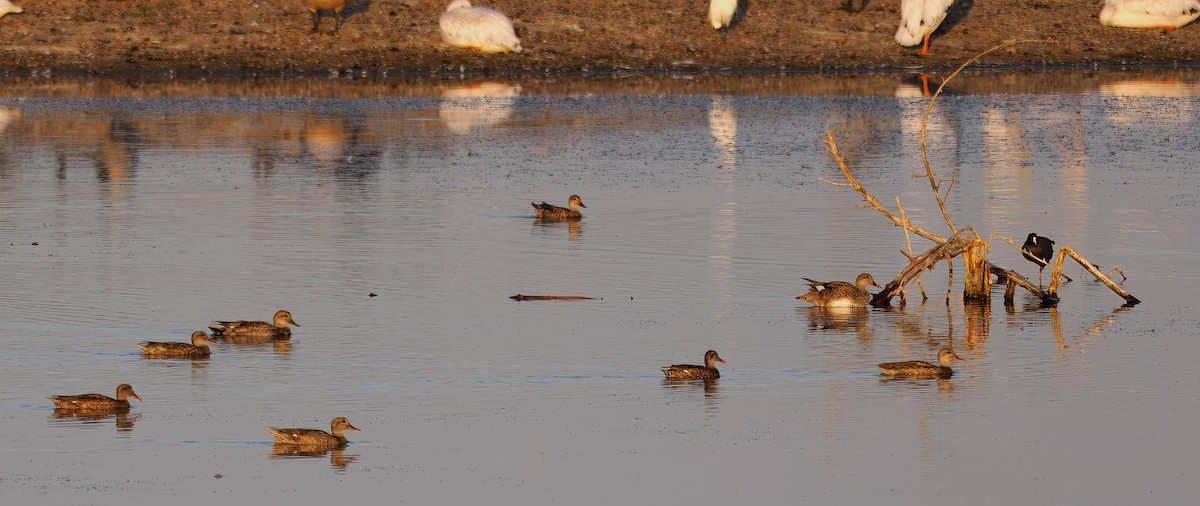 Gadwall - ML642242468