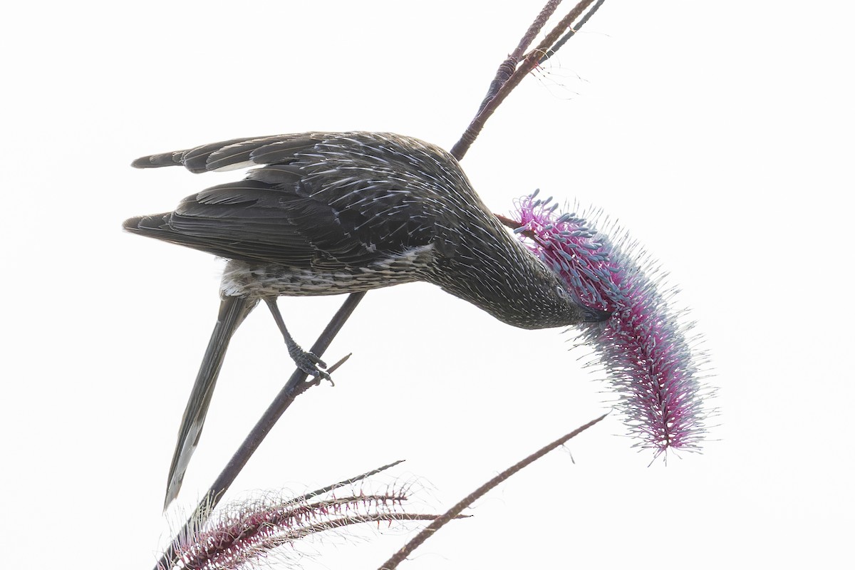 Little Wattlebird - ML642242483