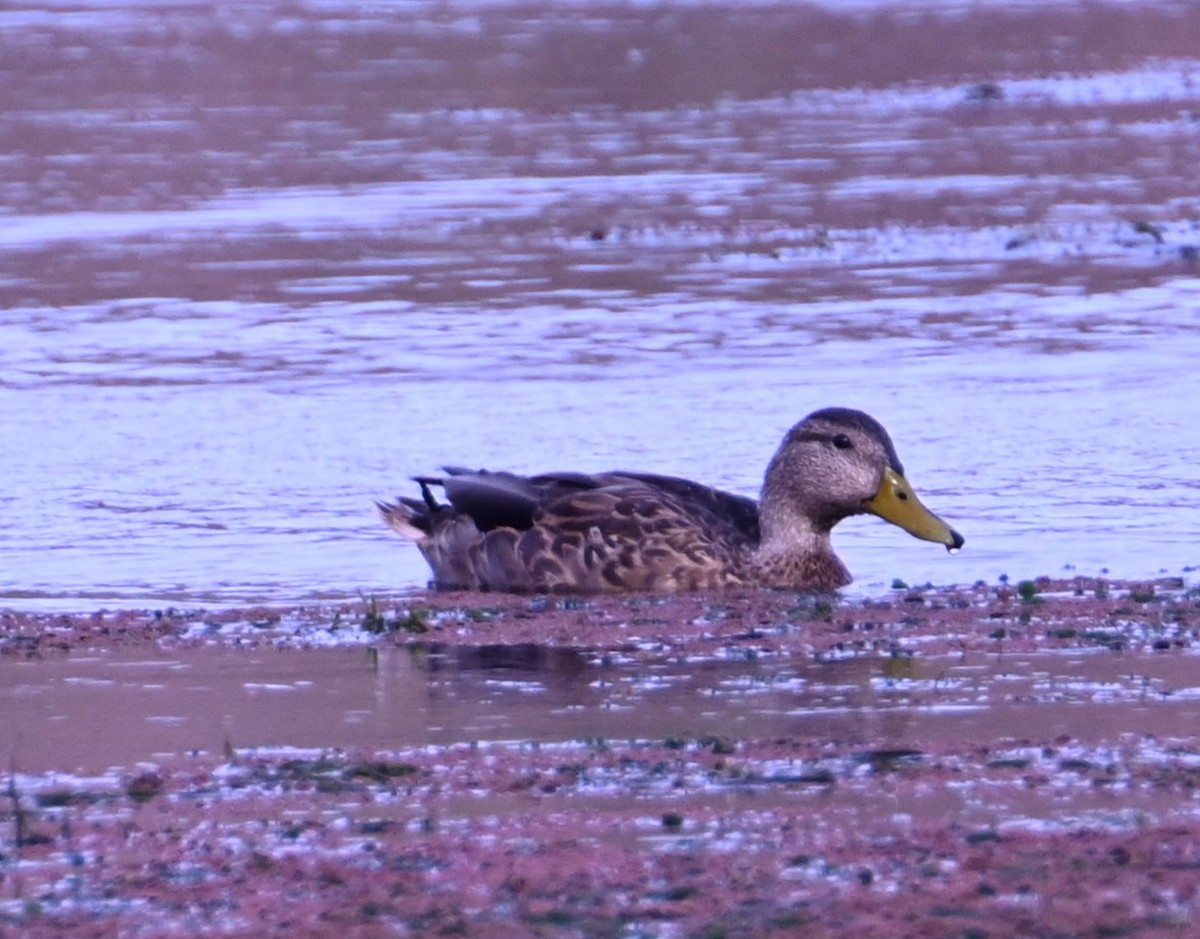 Mallard x Mexican Duck (hybrid) - ML642242485