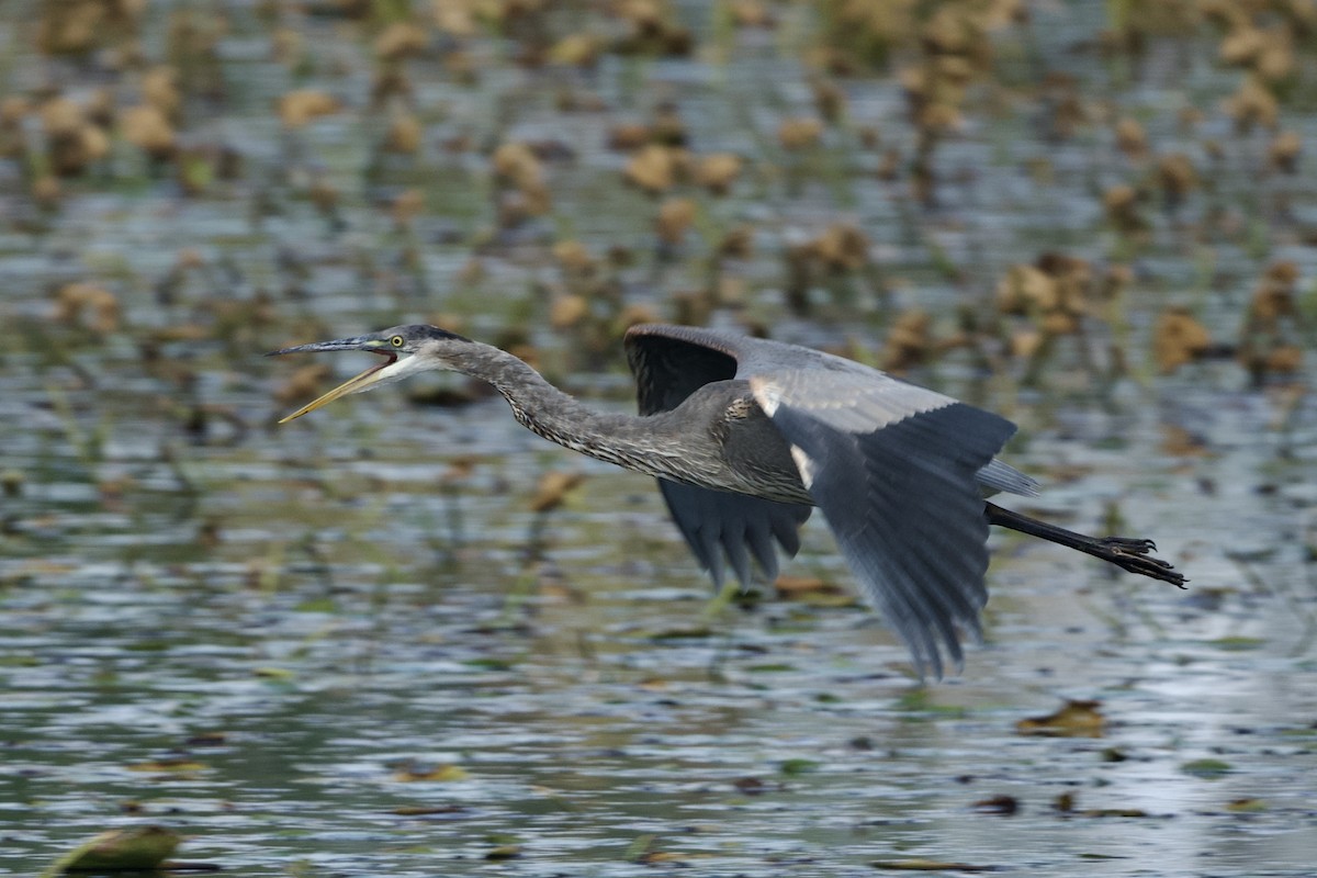 Great Blue Heron - ML642242512