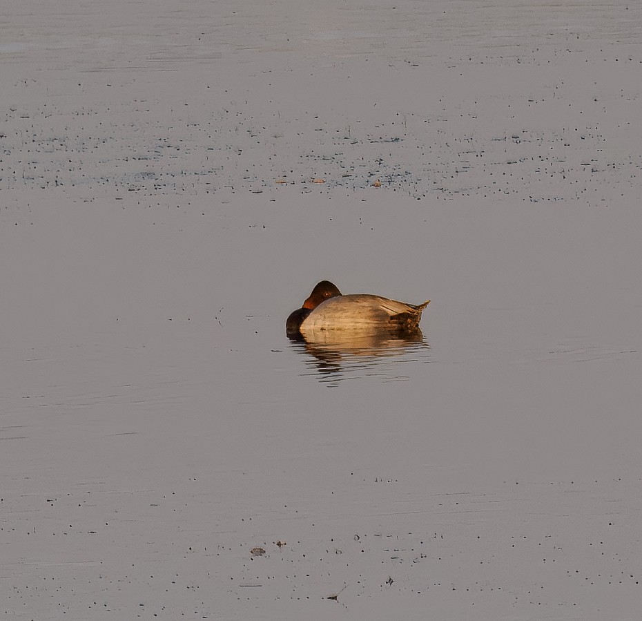 Fuligule à dos blanc - ML642242517