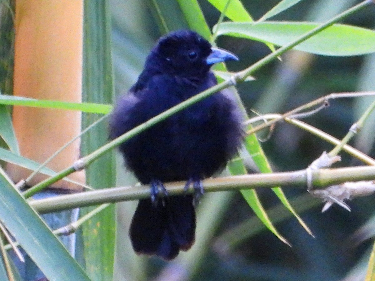 Tangara à galons blancs - ML642242531