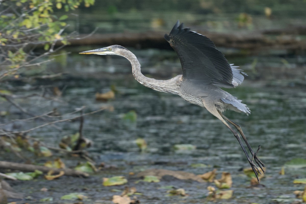 Great Blue Heron - ML642242536