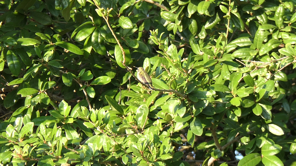 Colibri à gorge rubis - ML642242539