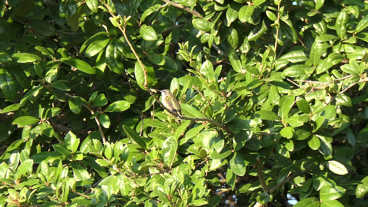 Colibri à gorge rubis - ML642242540