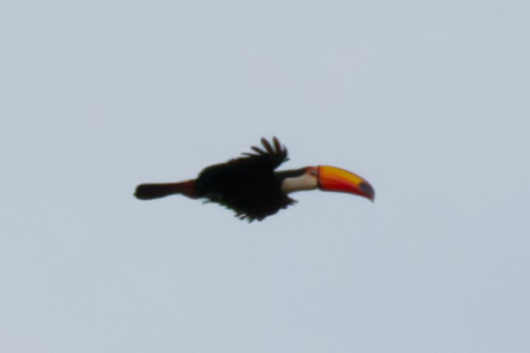 Toucan toco - ML642242545
