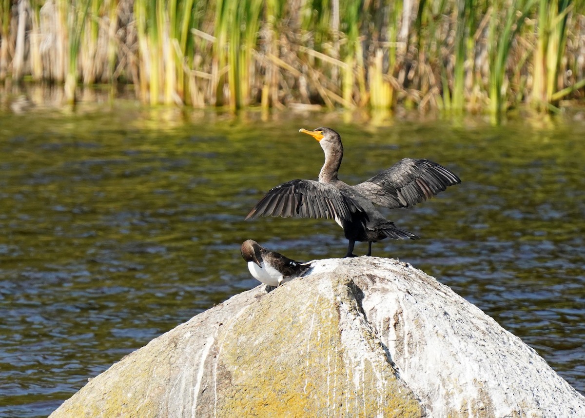 Cormoran à aigrettes - ML642242546