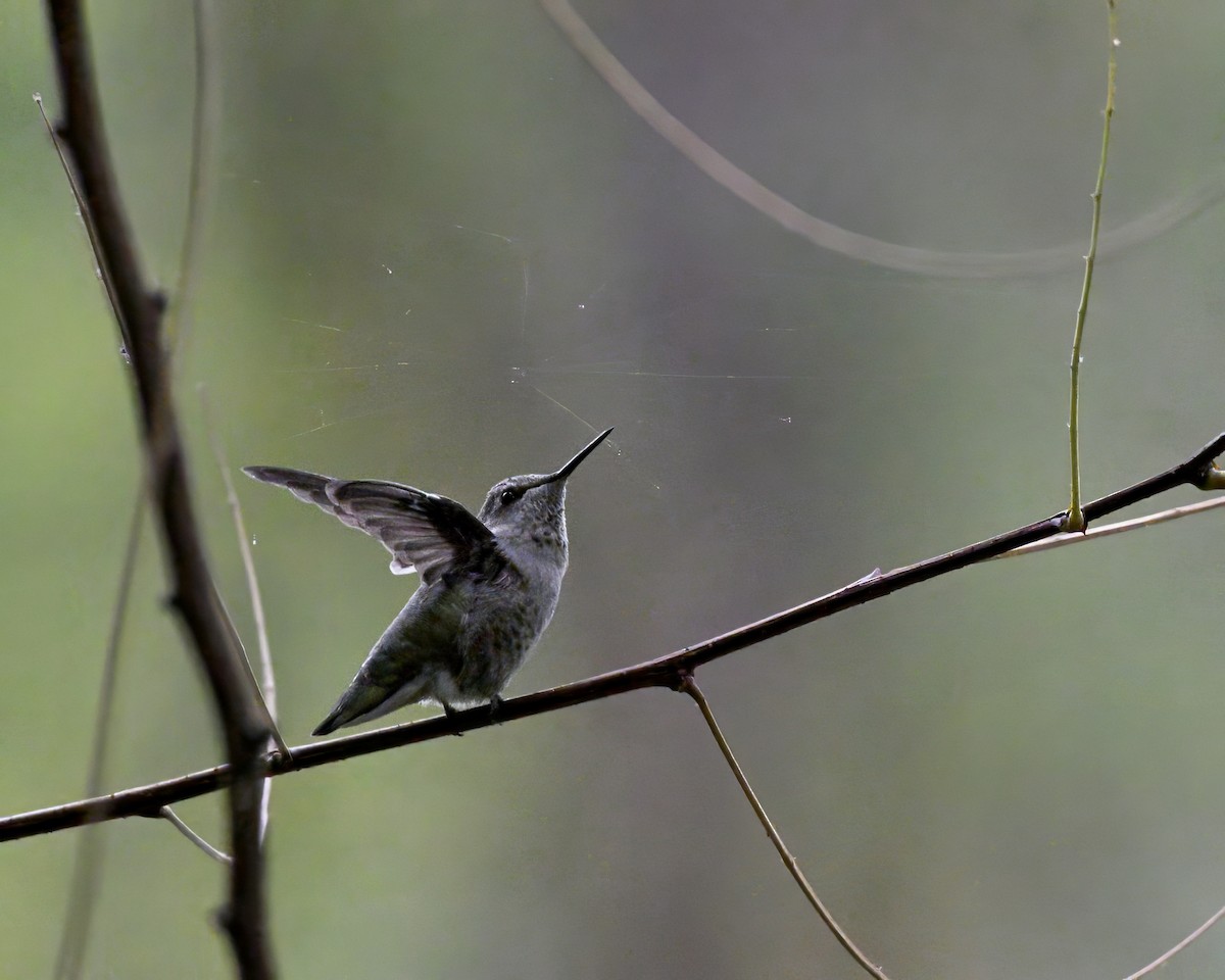 rødmaskekolibri - ML642242561