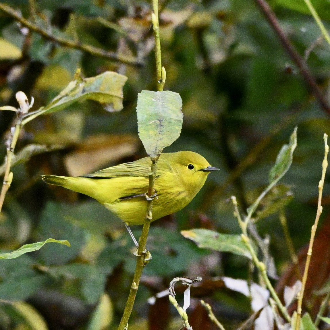 gulparula - ML642242571