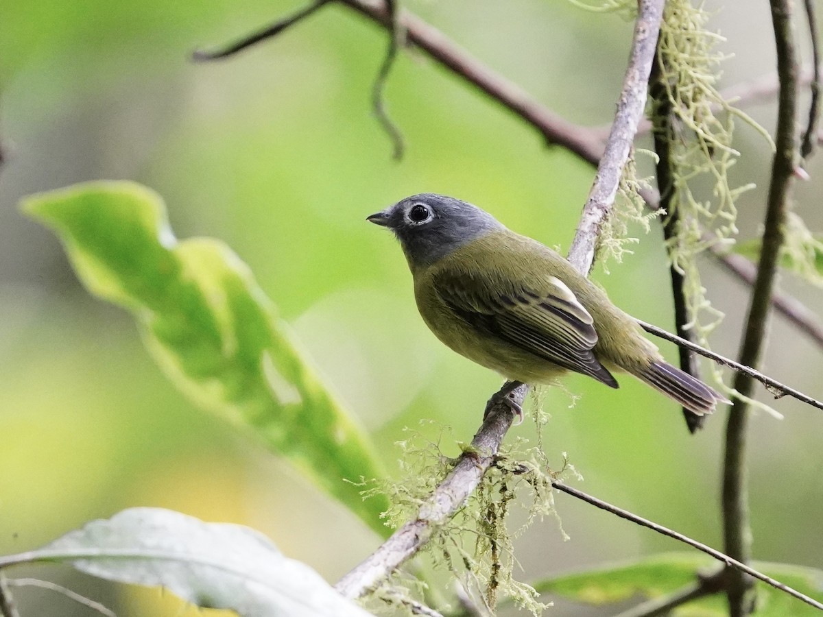 Gray-headed Piprites - ML642242577