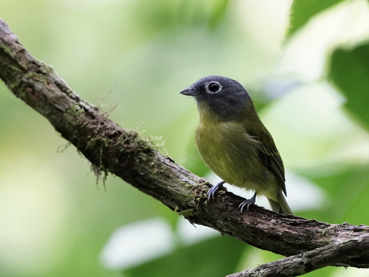 Gray-headed Piprites - ML642242579