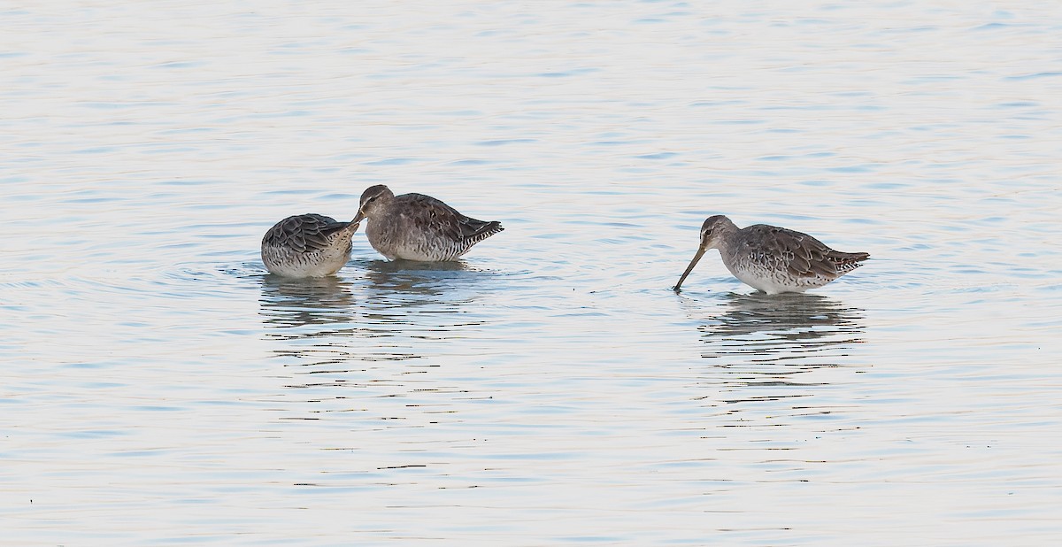 langnebbekkasinsnipe - ML642242603
