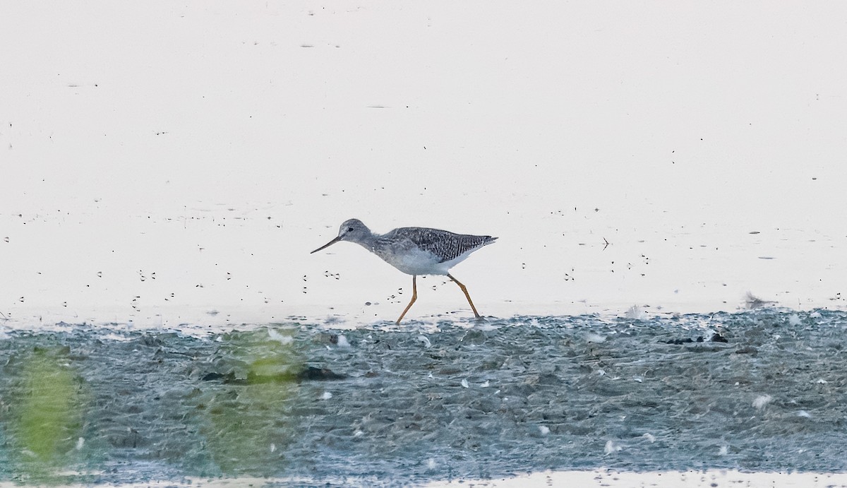 plystresnipe - ML642242625