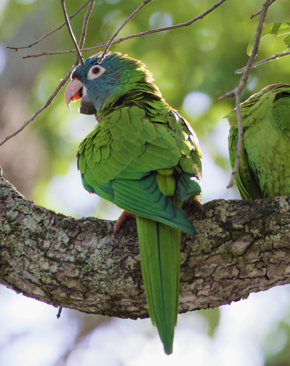 Blue-crowned Parakeet - ML642242630