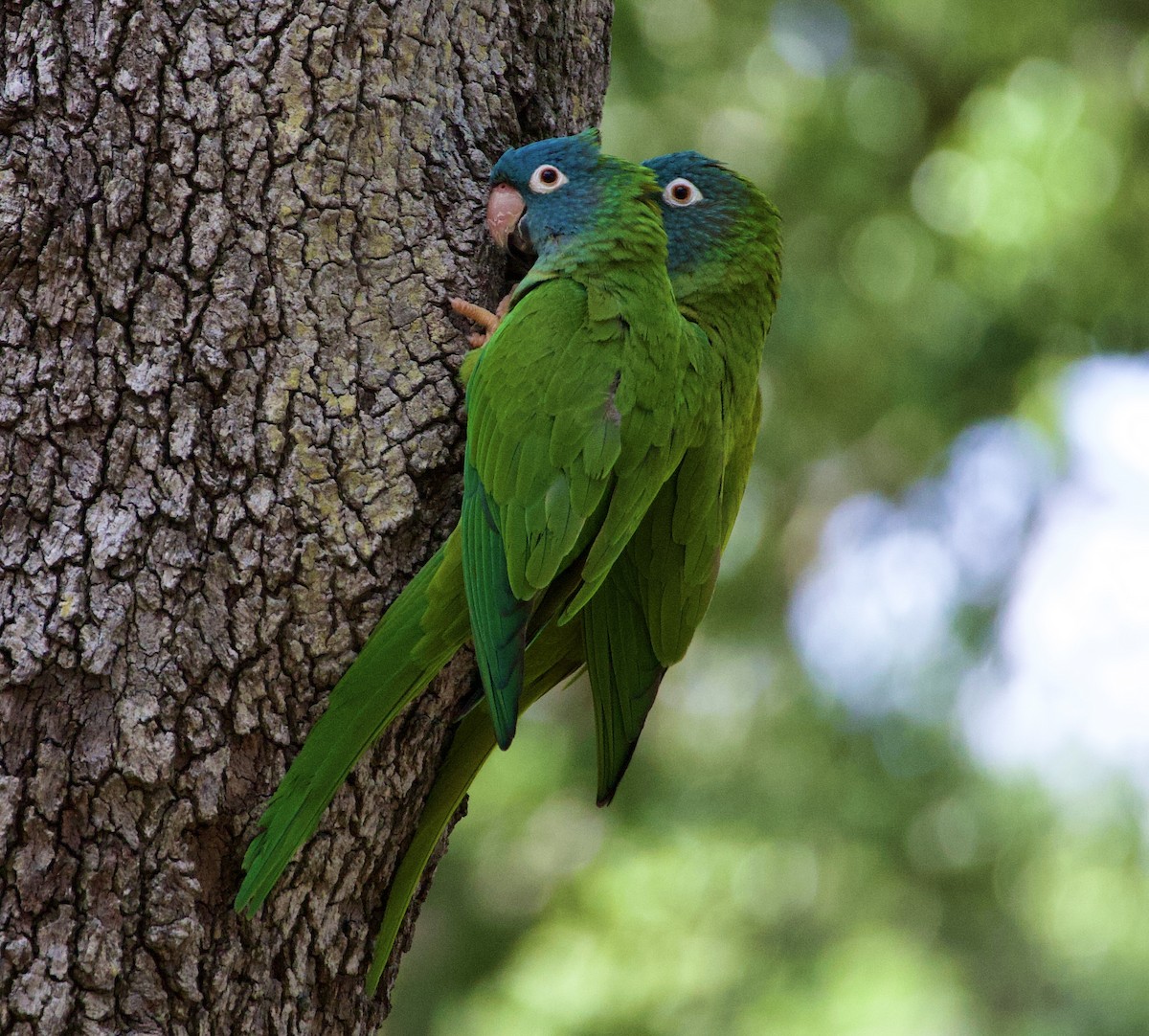 Blue-crowned Parakeet - ML642242632