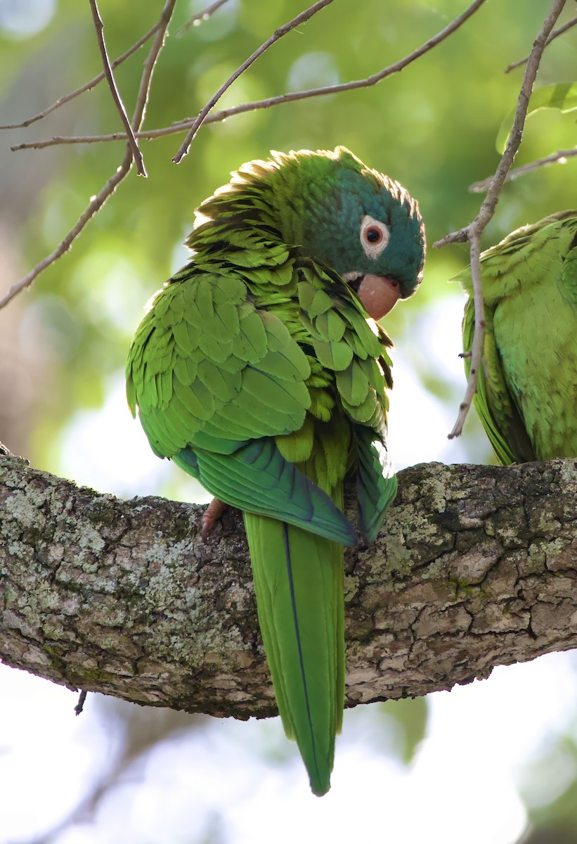 Blue-crowned Parakeet - ML642242633