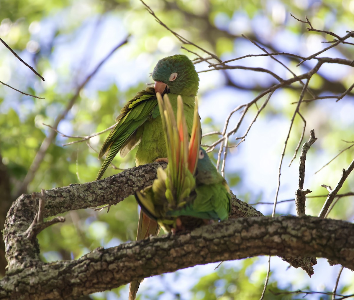 Blue-crowned Parakeet - ML642242634