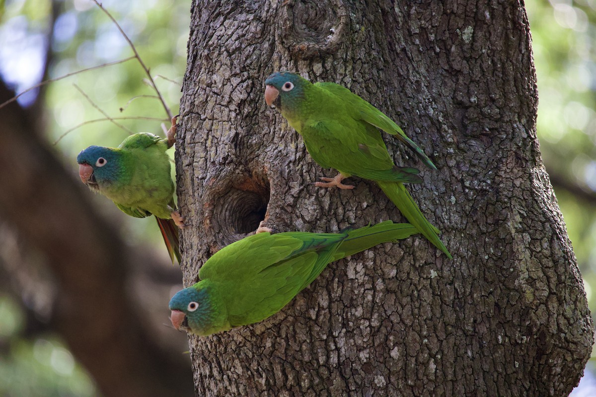 Blue-crowned Parakeet - ML642242636