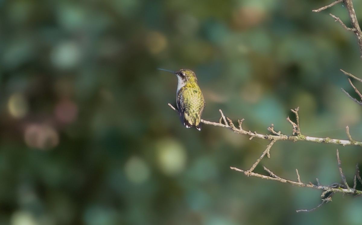 Colibri à gorge rubis - ML642242647
