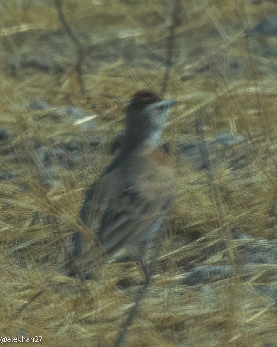 Red-capped Lark - ML642242650