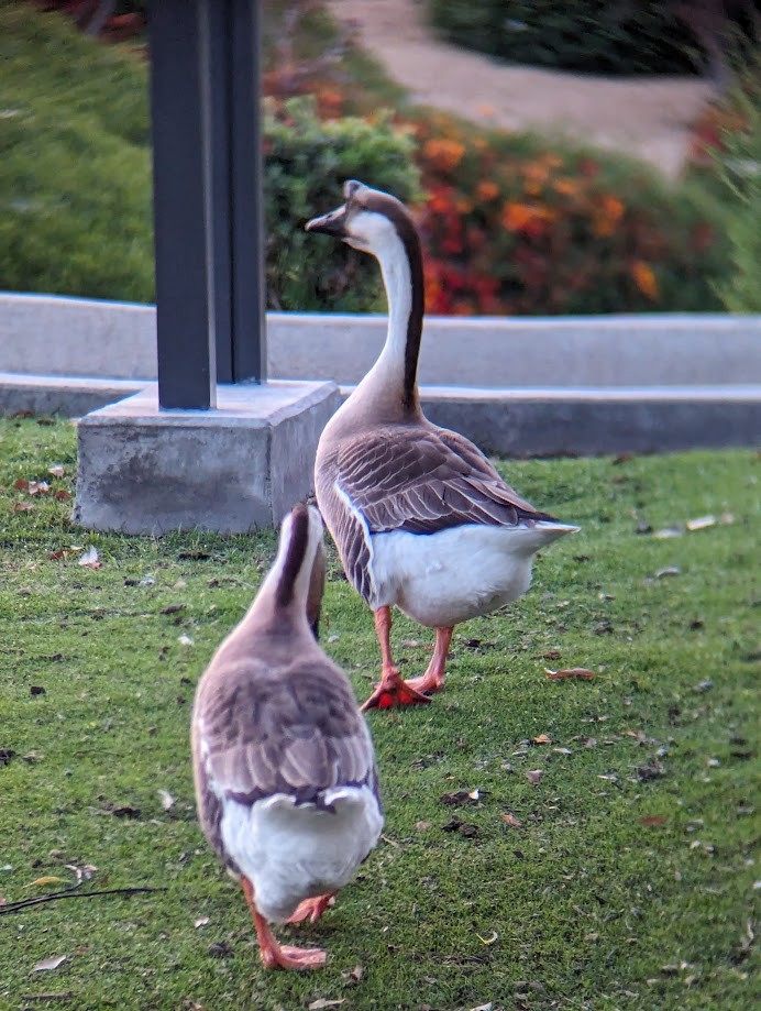 Swan Goose (Domestic type) - ML642242652
