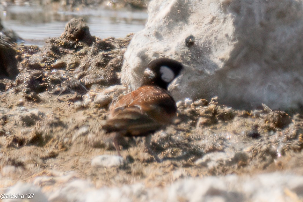 Chestnut-backed Sparrow-Lark - ML642242656