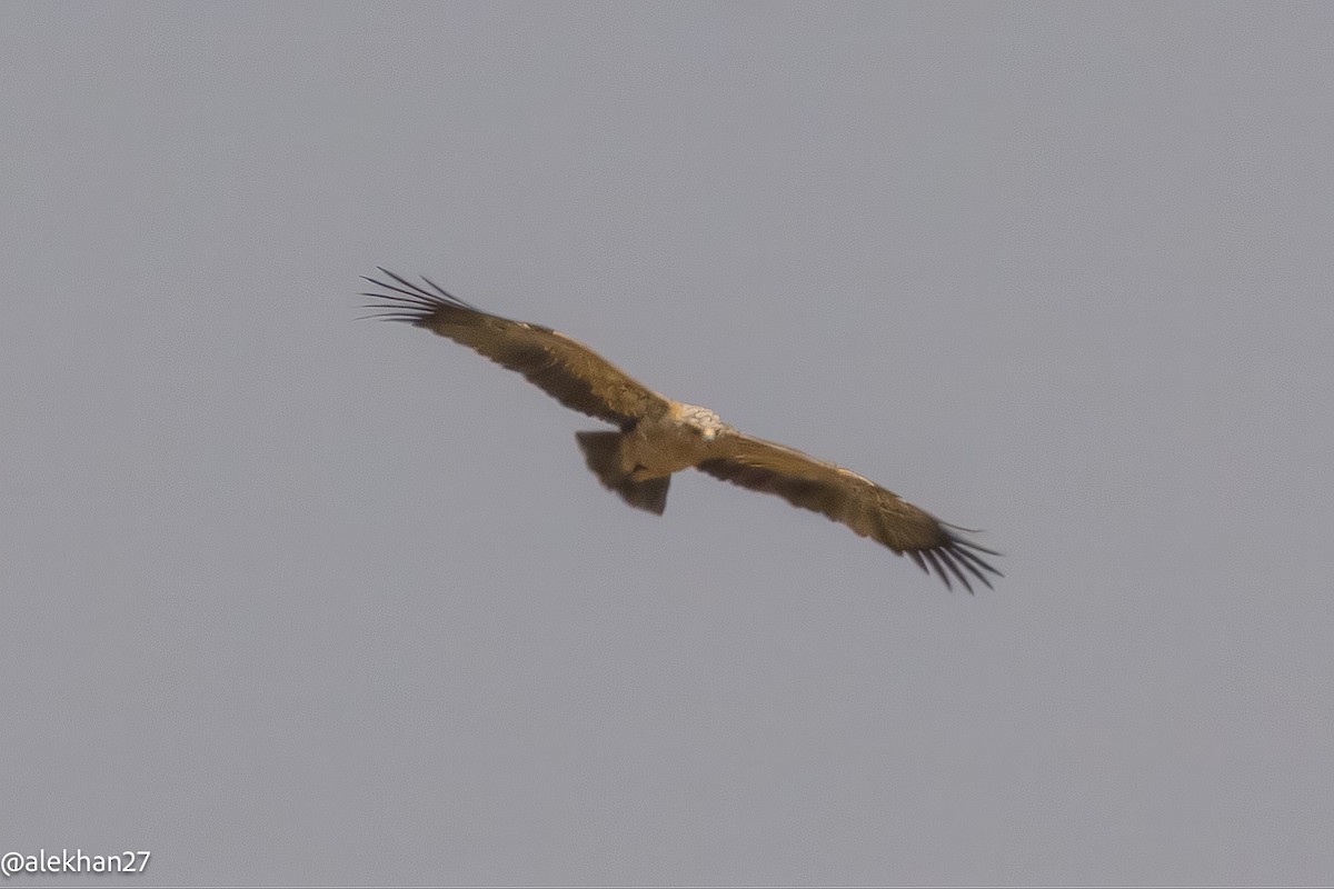 Tawny Eagle - ML642242682
