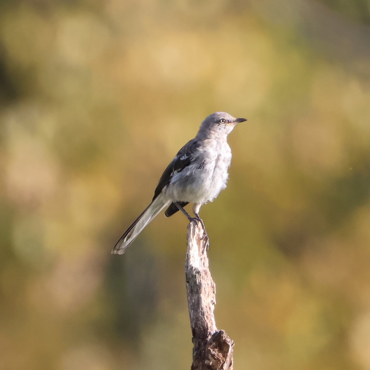 Northern Mockingbird - ML642242683