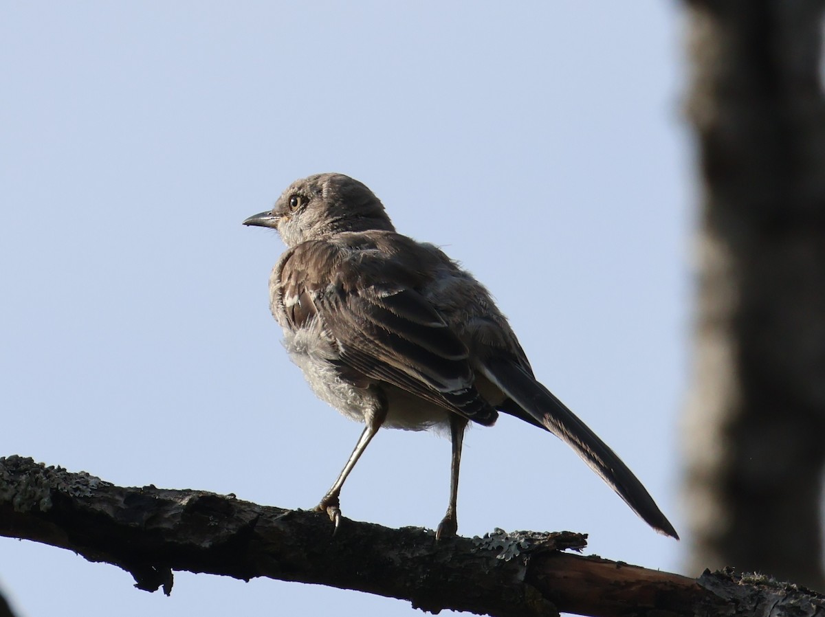 Northern Mockingbird - ML642242684