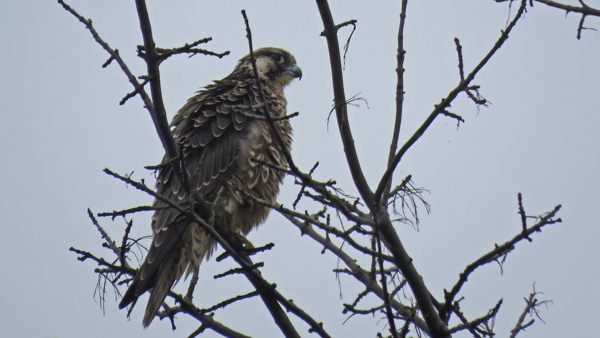 Peregrine Falcon - ML642242686
