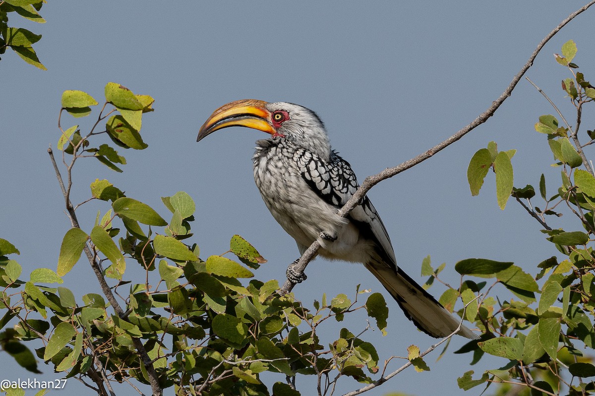 Southern Yellow-billed Hornbill - ML642242691