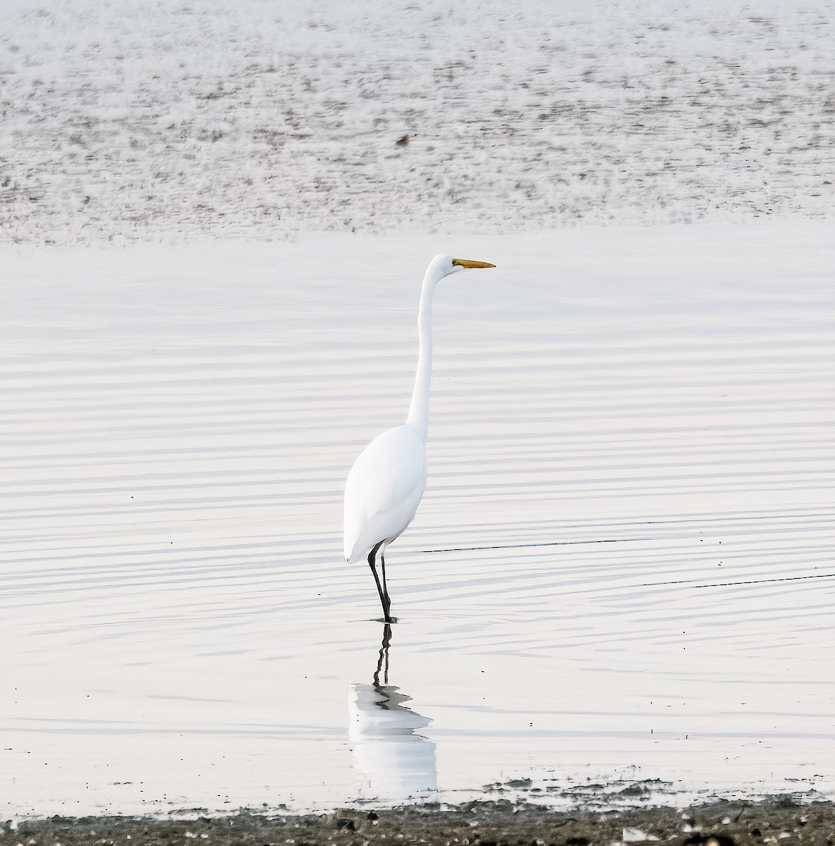 Great Egret - ML642242692
