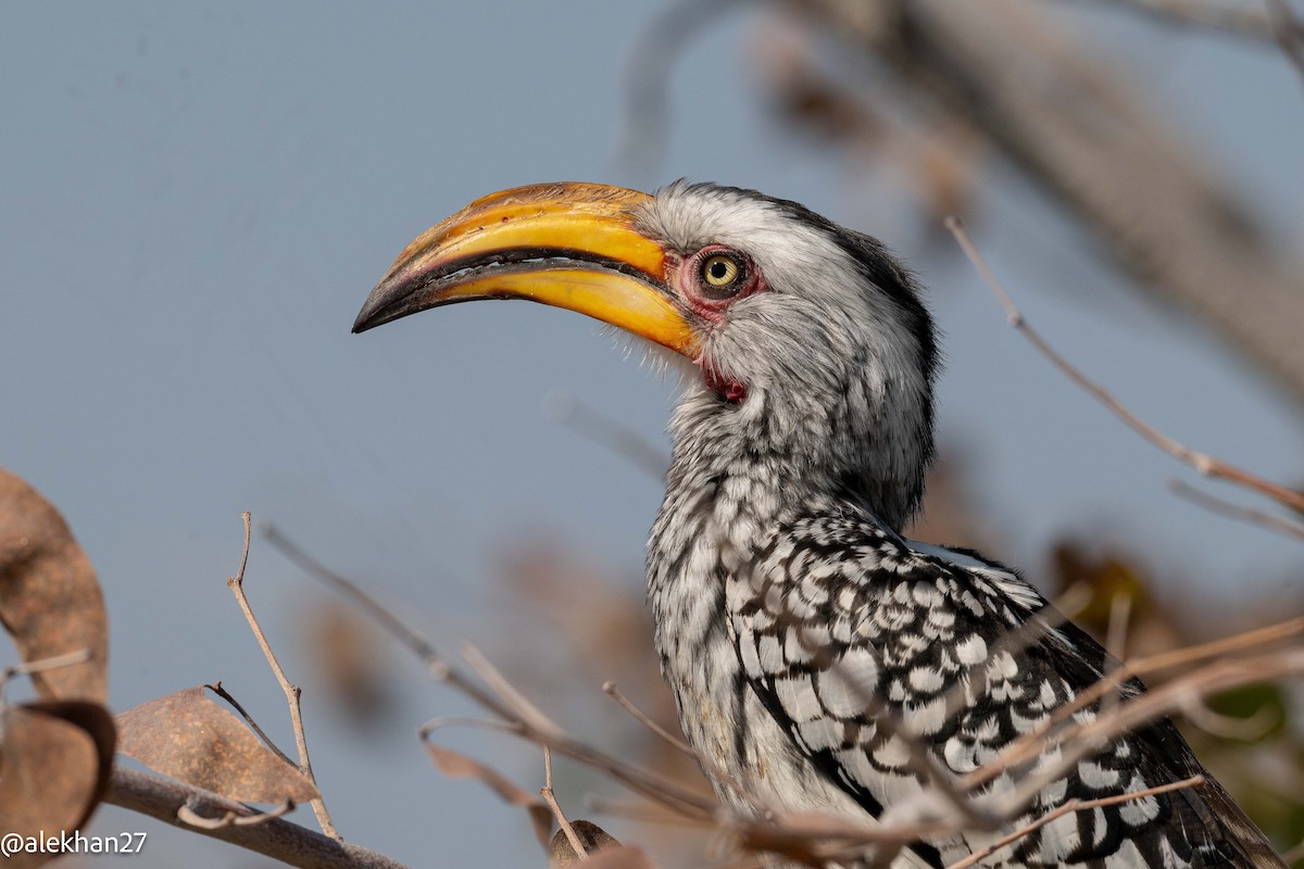 Southern Yellow-billed Hornbill - ML642242694