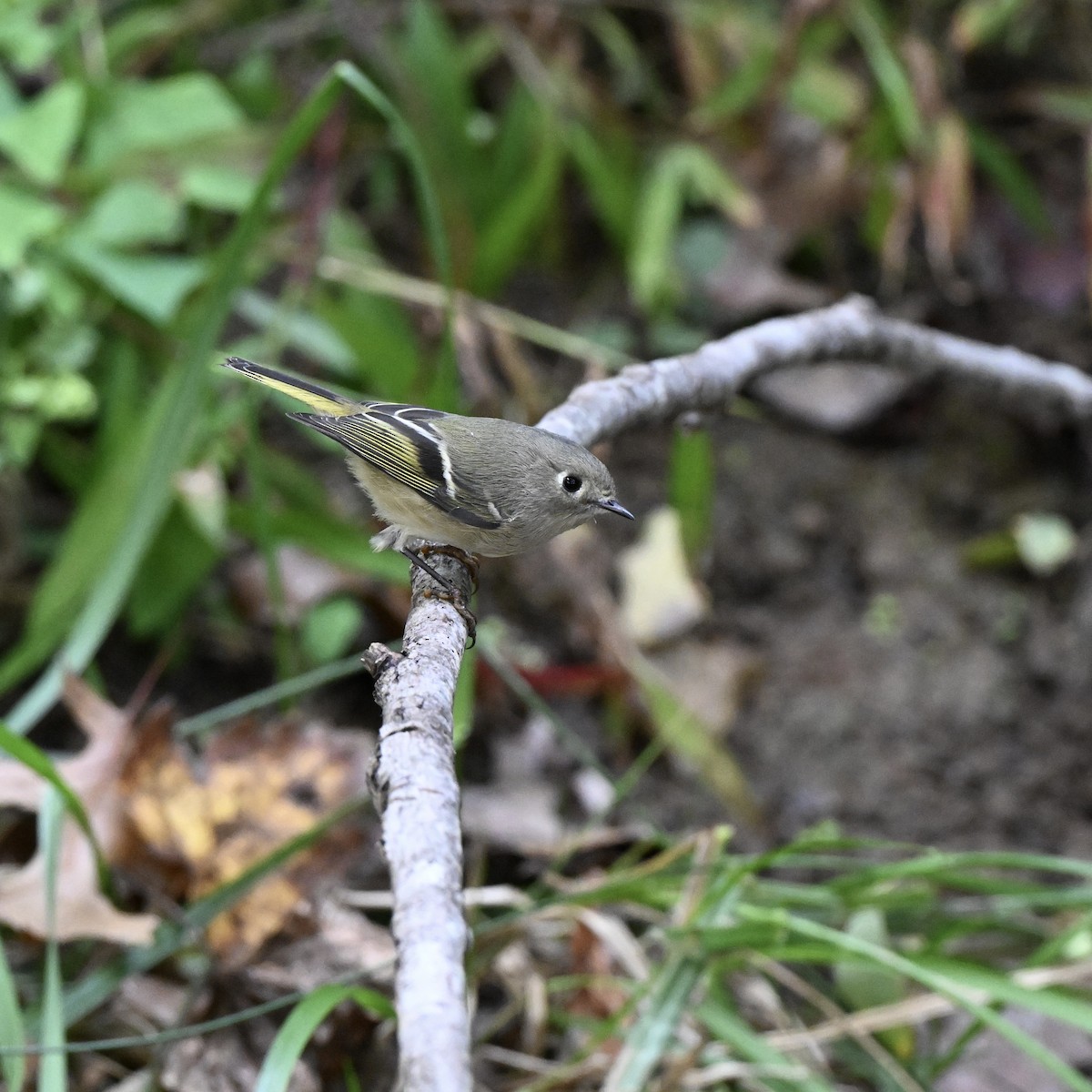 Ruby-crowned Kinglet - ML642242695
