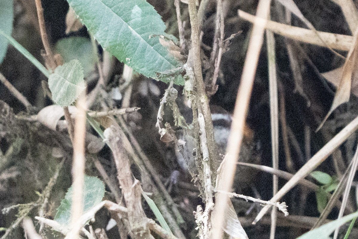 Timberline Wren - ML642242697