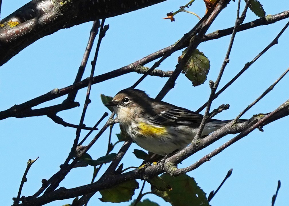 Yellow-rumped Warbler - ML642242704
