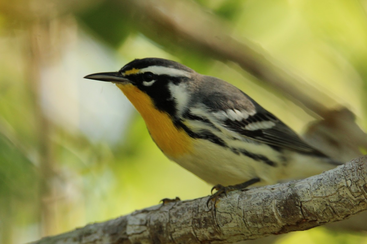 Yellow-throated Warbler - ML642242706