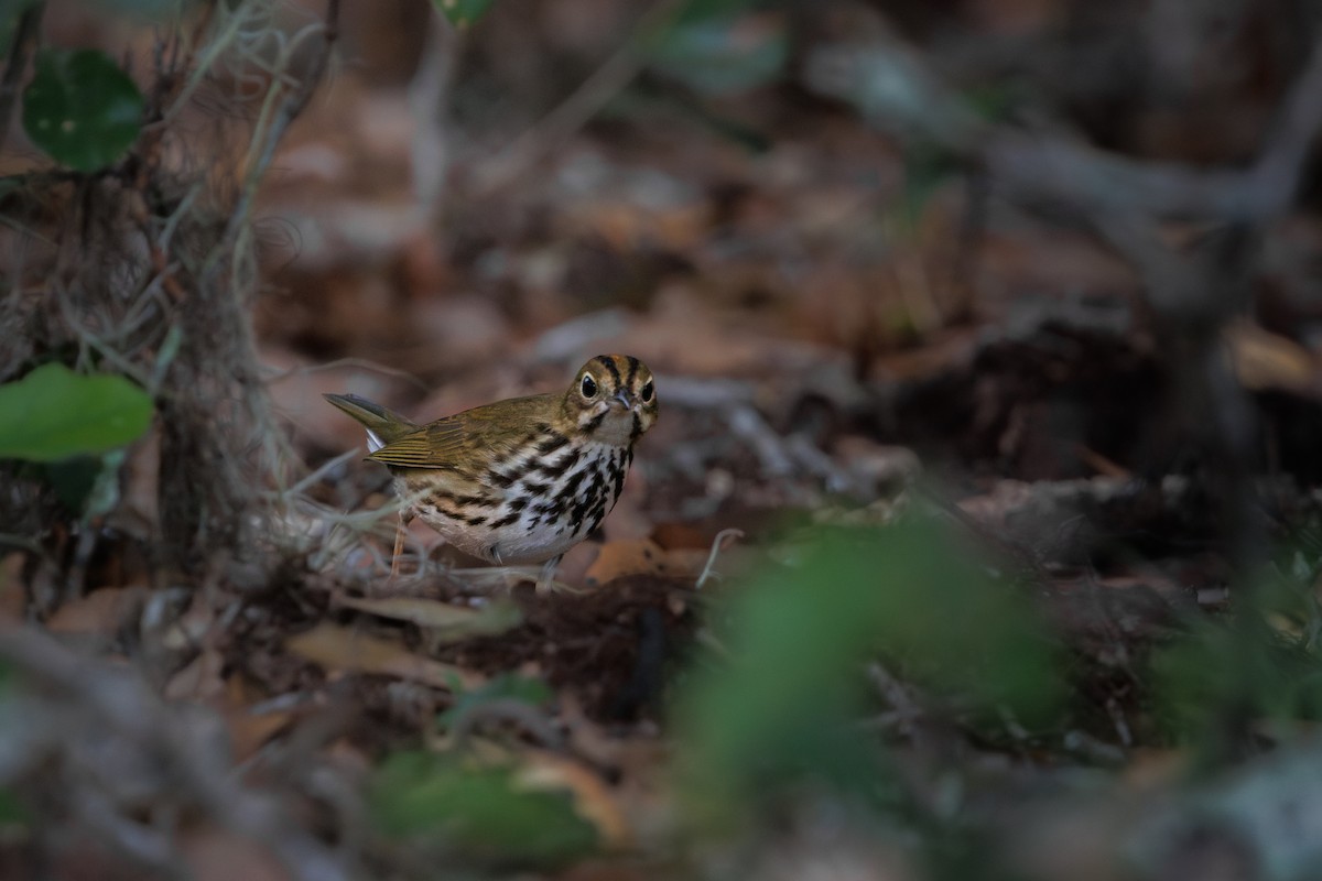 Ovenbird - ML642242707