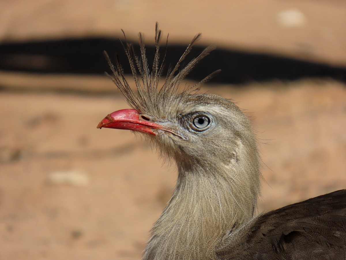 Red-legged Seriema - ML642242708