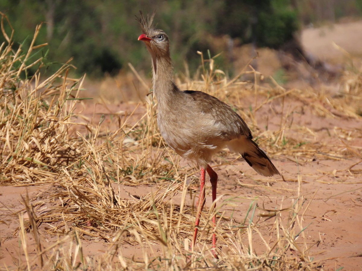 Red-legged Seriema - ML642242709