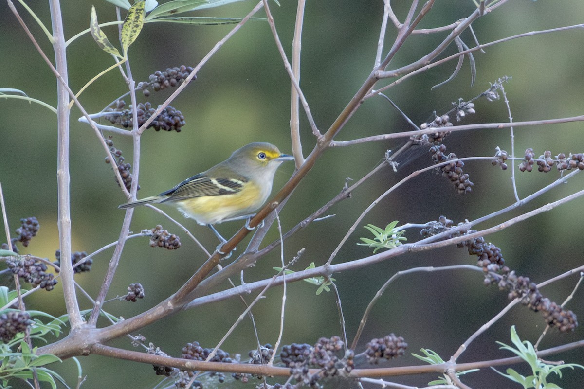 White-eyed Vireo - ML642242717