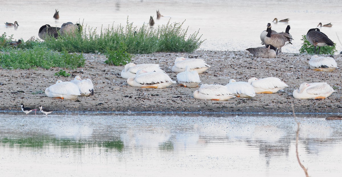 American White Pelican - ML642242718